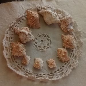 7conch shells2hairyttritans1other